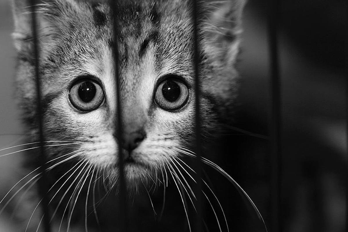 Кот в тюрьме