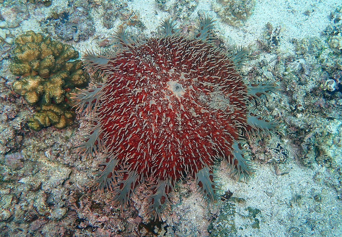 Морская змеехвостка 6