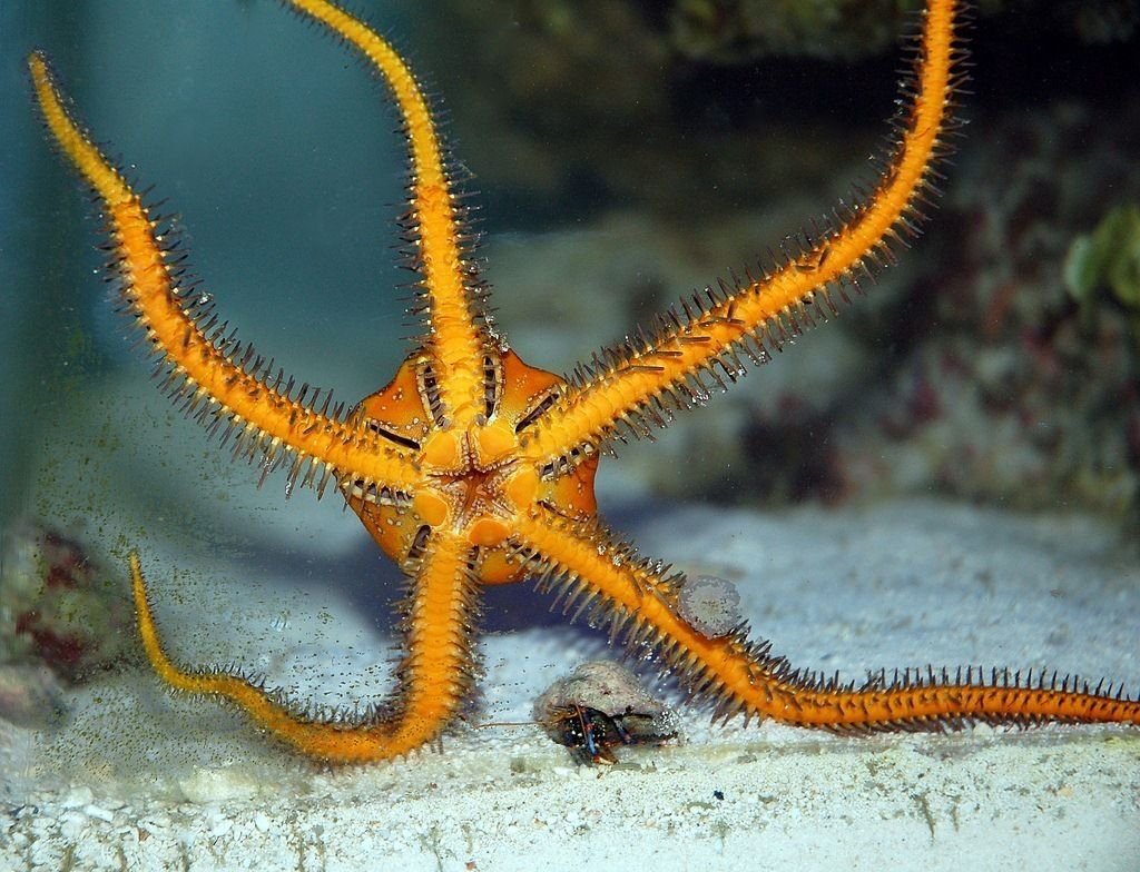 Echinodermata qadimgi ajdodi