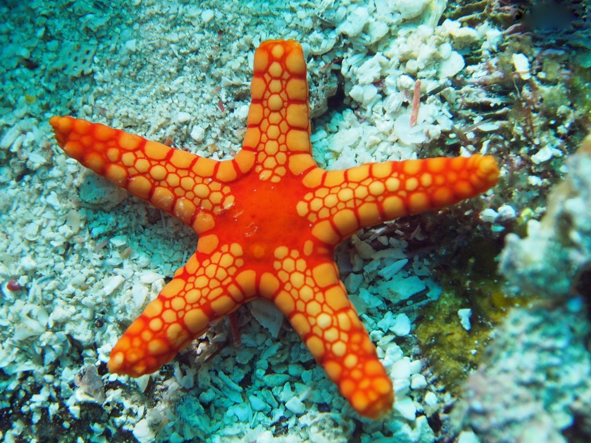 Морская звезда патирия гребешковая