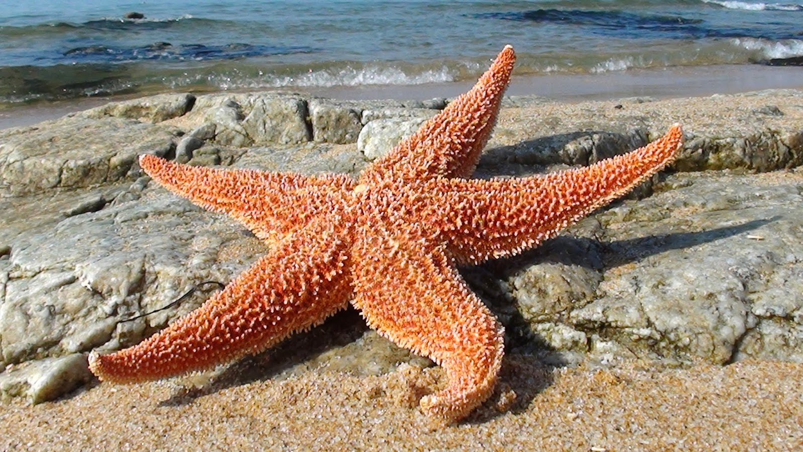Морская звезда архипо. Морская звезда евастерия. Морская звезда Средиземное море. Дальневосточный морской заповедник евастерия сетчатая. Пятиконечная морская звезда.