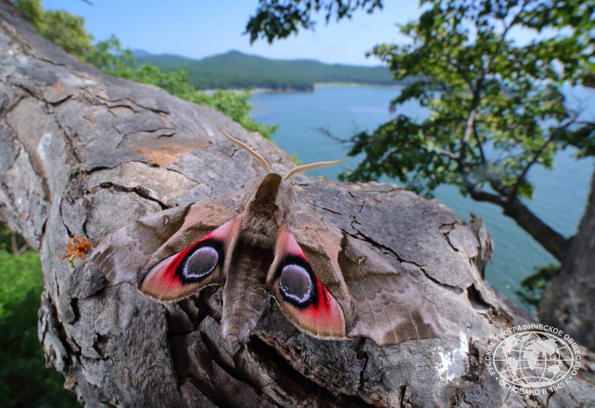 Махаон Маака бабочка