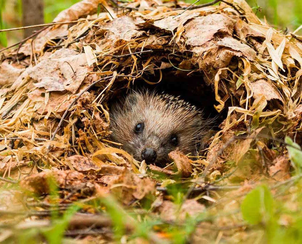 Ушастый ёж в норе