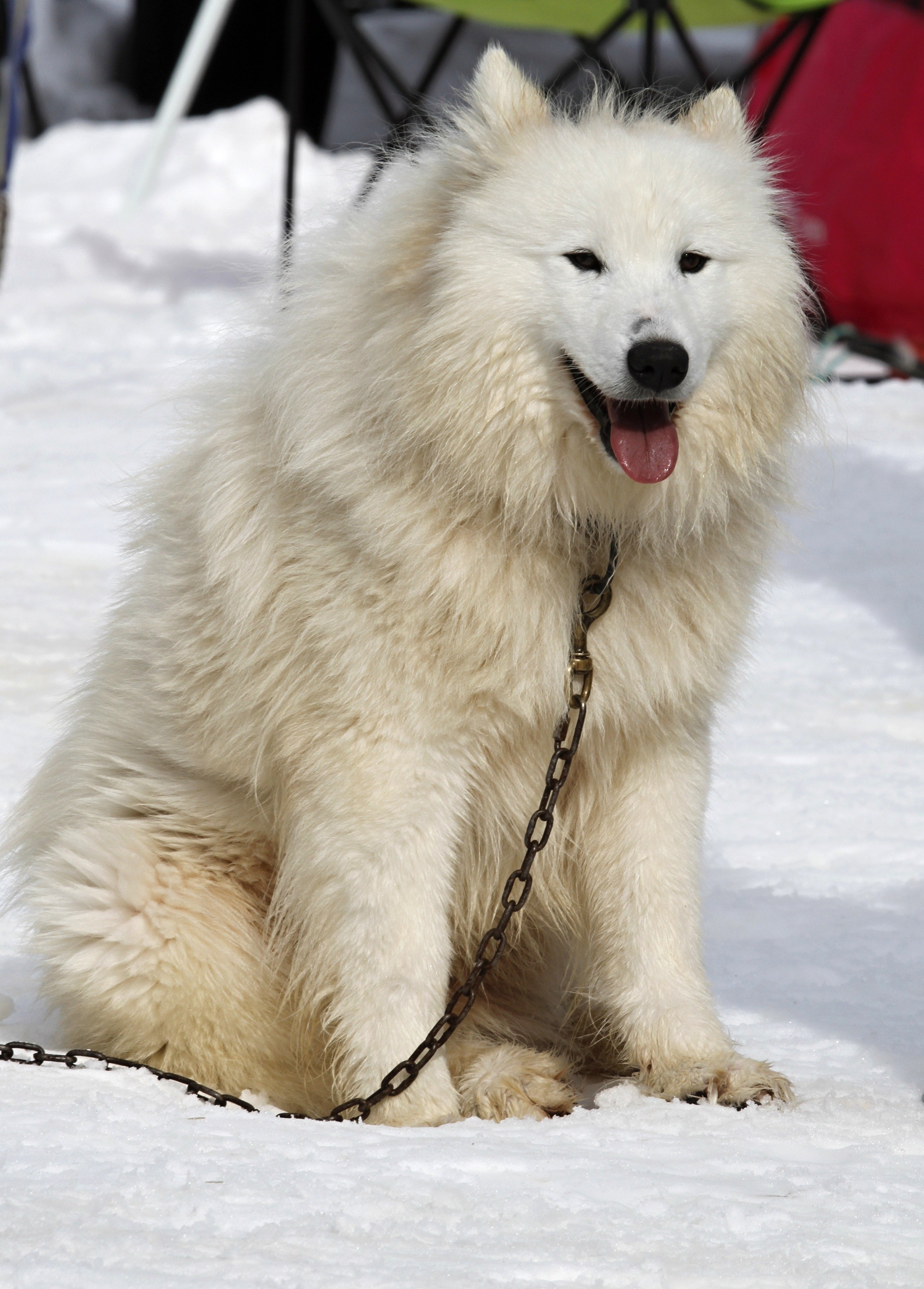 Ездовая собака с пушистой белой шерстью 6. Маламут хаски самоед. Аляскинский самоед. Лайка самоед. Маламут и самоед.