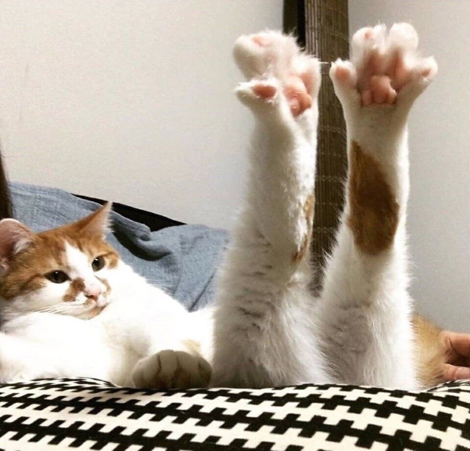 Кот с поднятой лапой