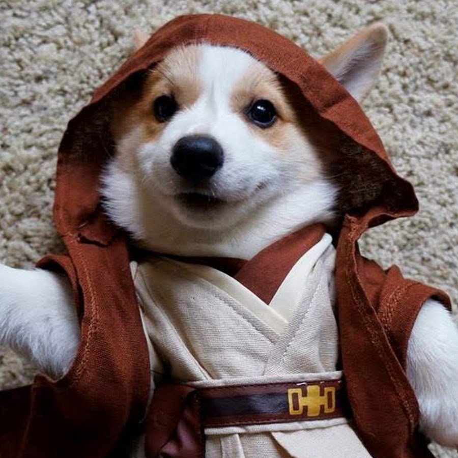 Корги Джедай