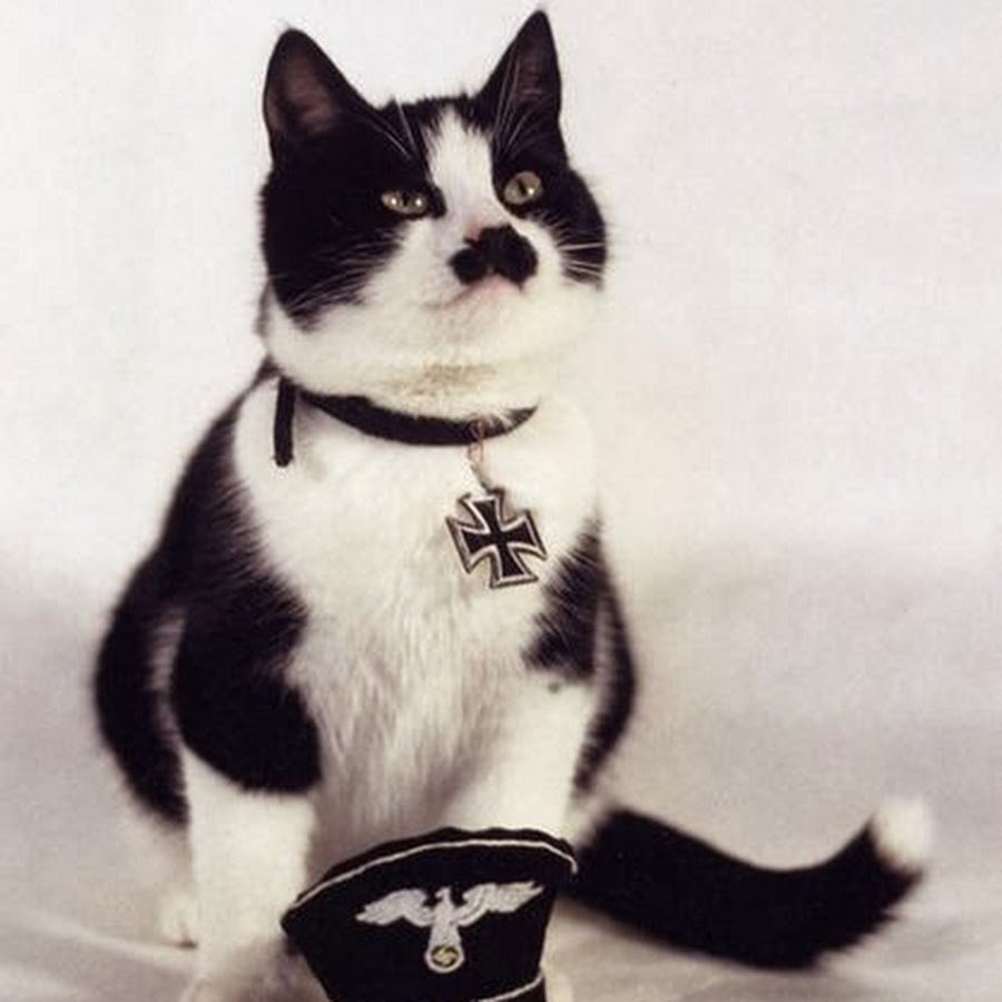 Кот Гитлер