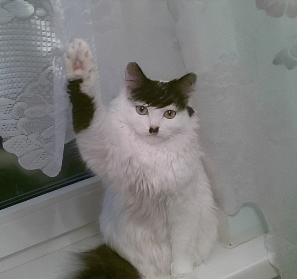 Кот Гитлер