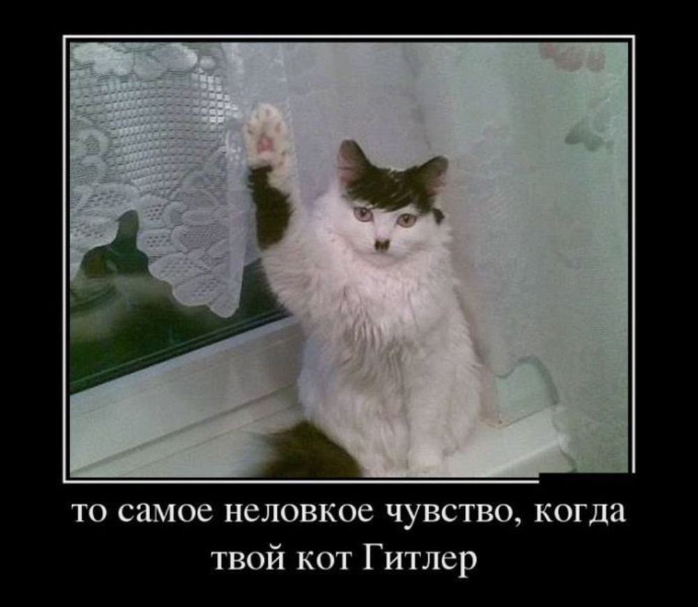 Кот Гитрела кидает зигу