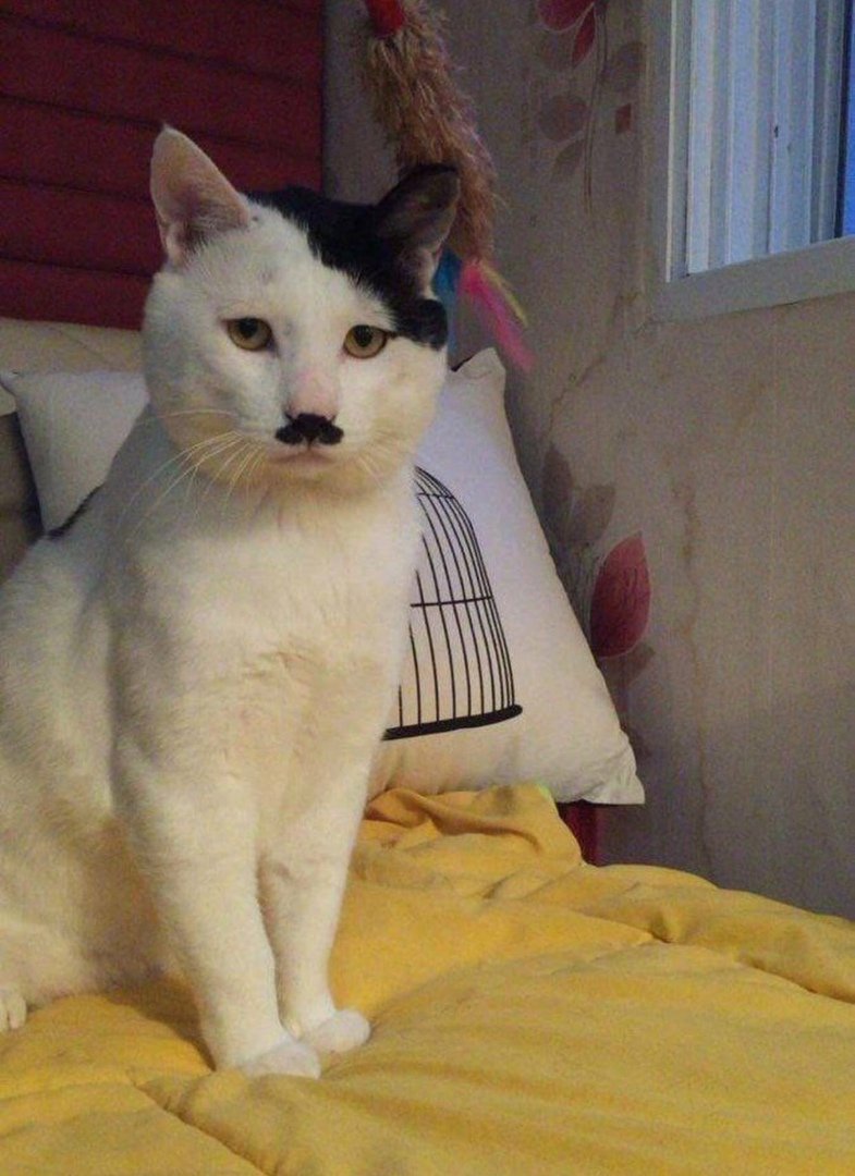 Кот Адольф Гитлер