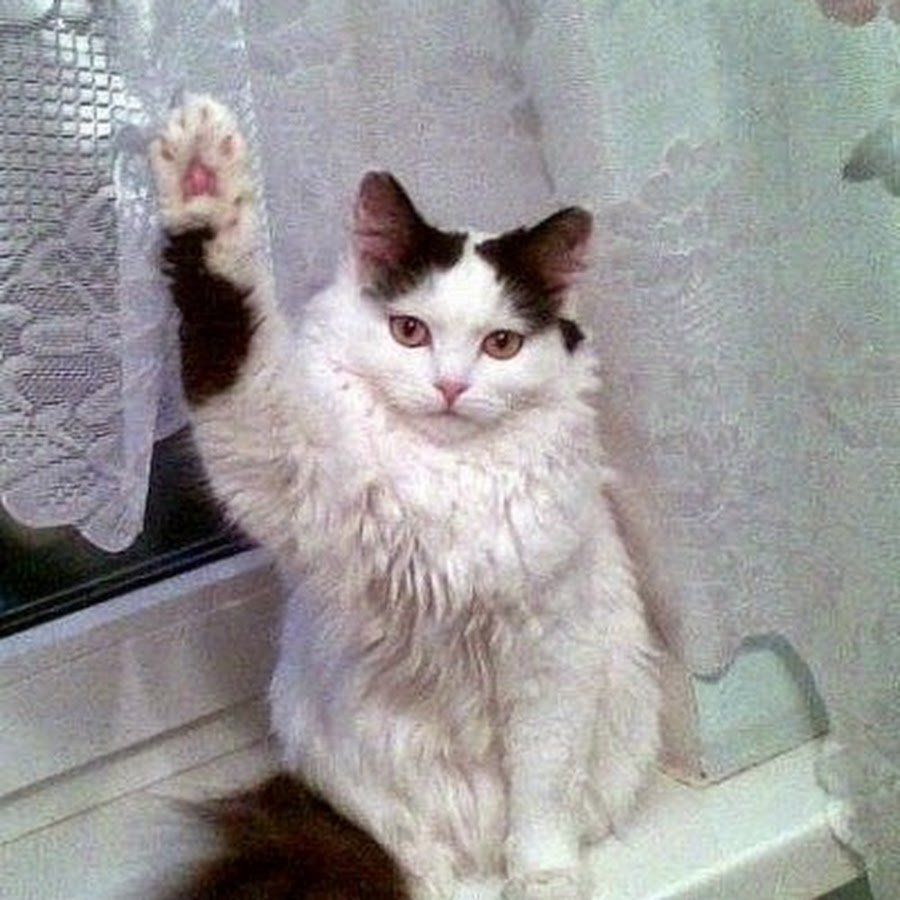 Кот Гитлер зигует