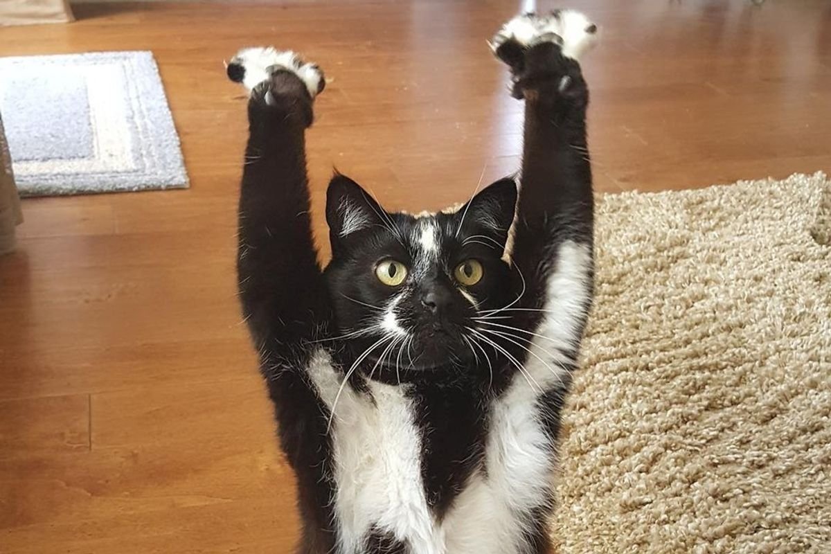 Кот лапы вверх