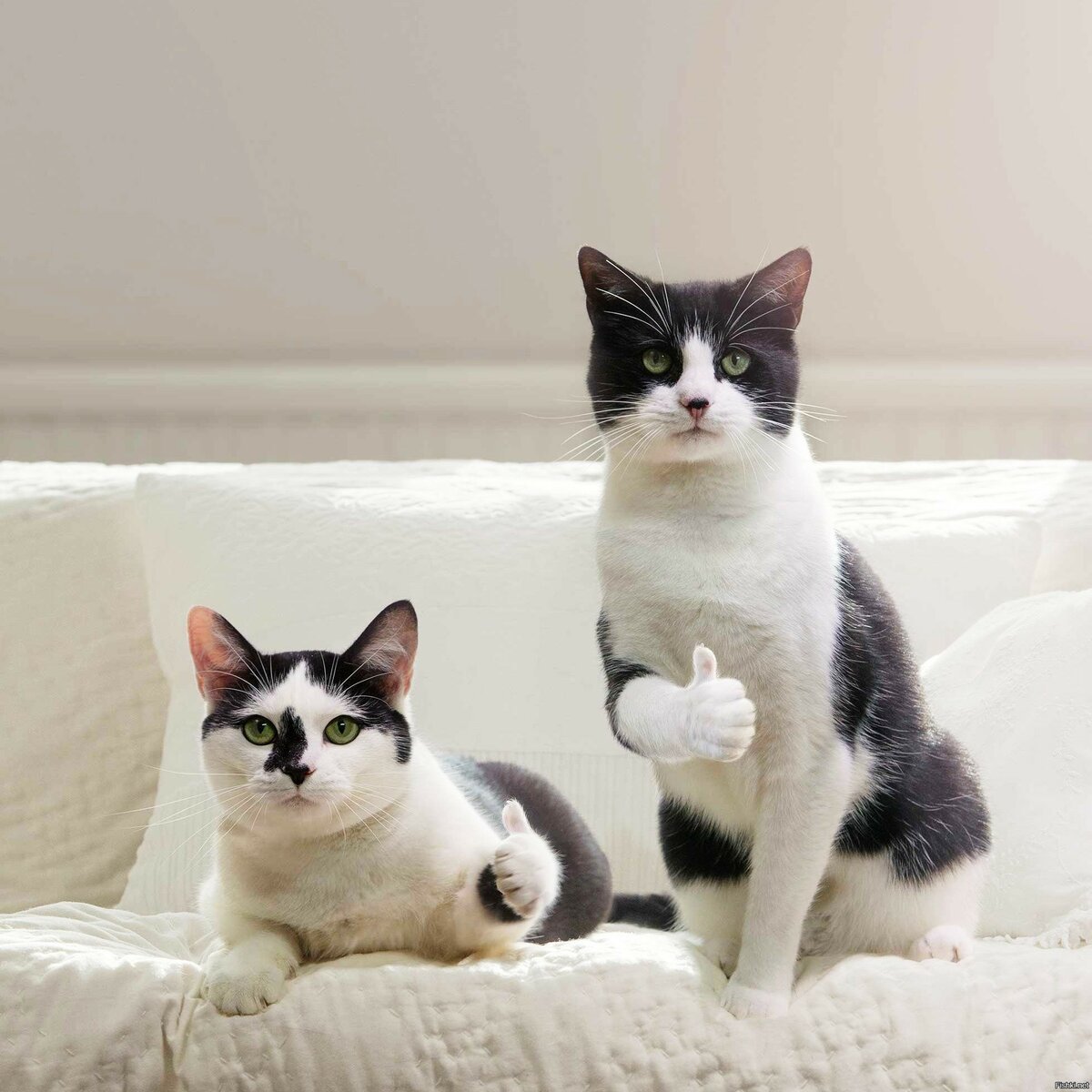 Мемы про совещания