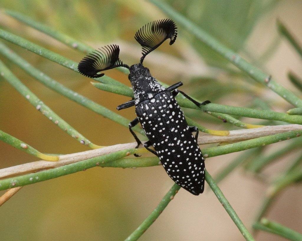 Фасеточные глаза у Жуков
