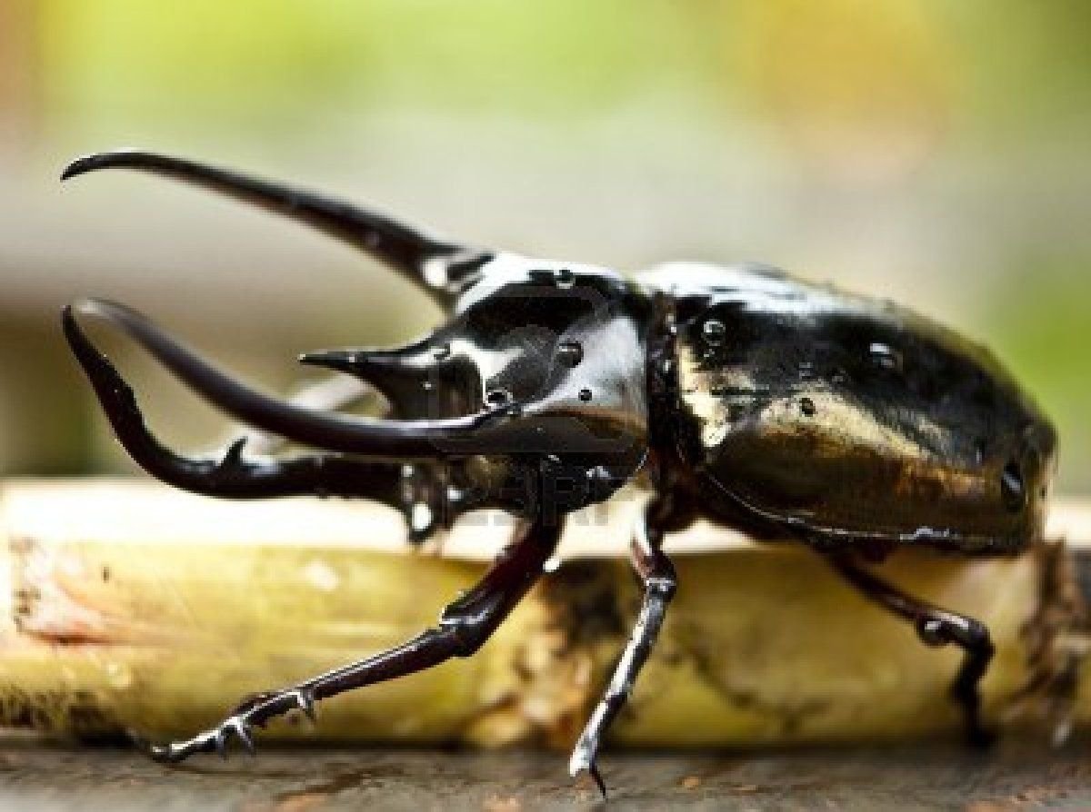 Полевой усач Жук