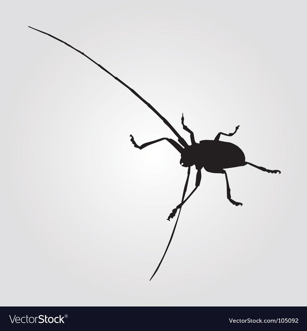 Prionus coriarius Жук