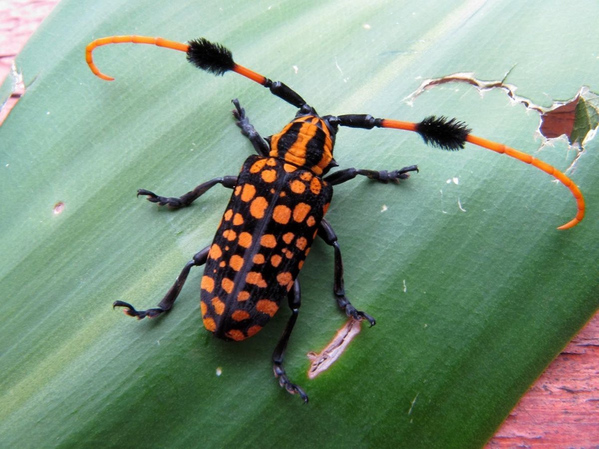 Полосатый Жук Пискун