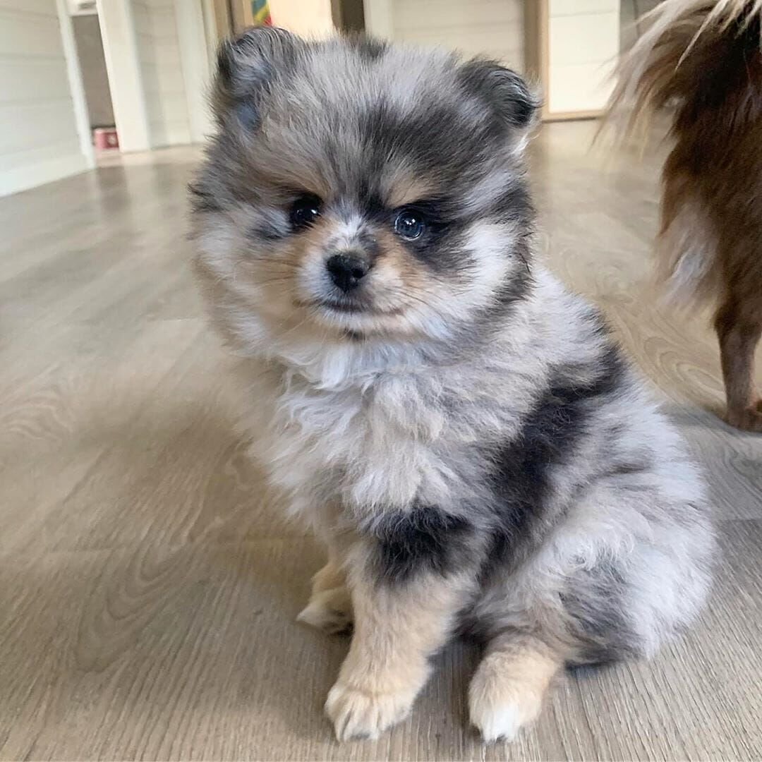 Щенок полукровка шпица