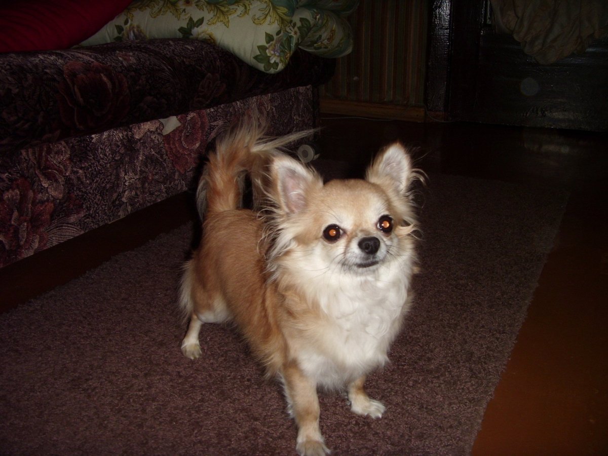 Метис Йорка и шпица черный