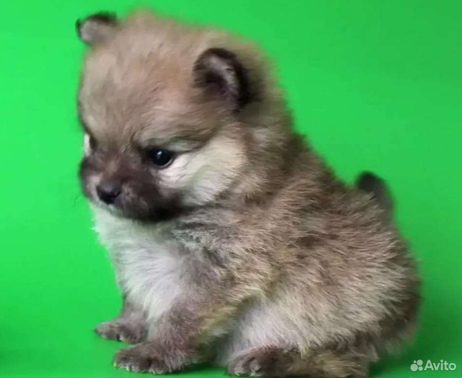 Порода шпиц метис