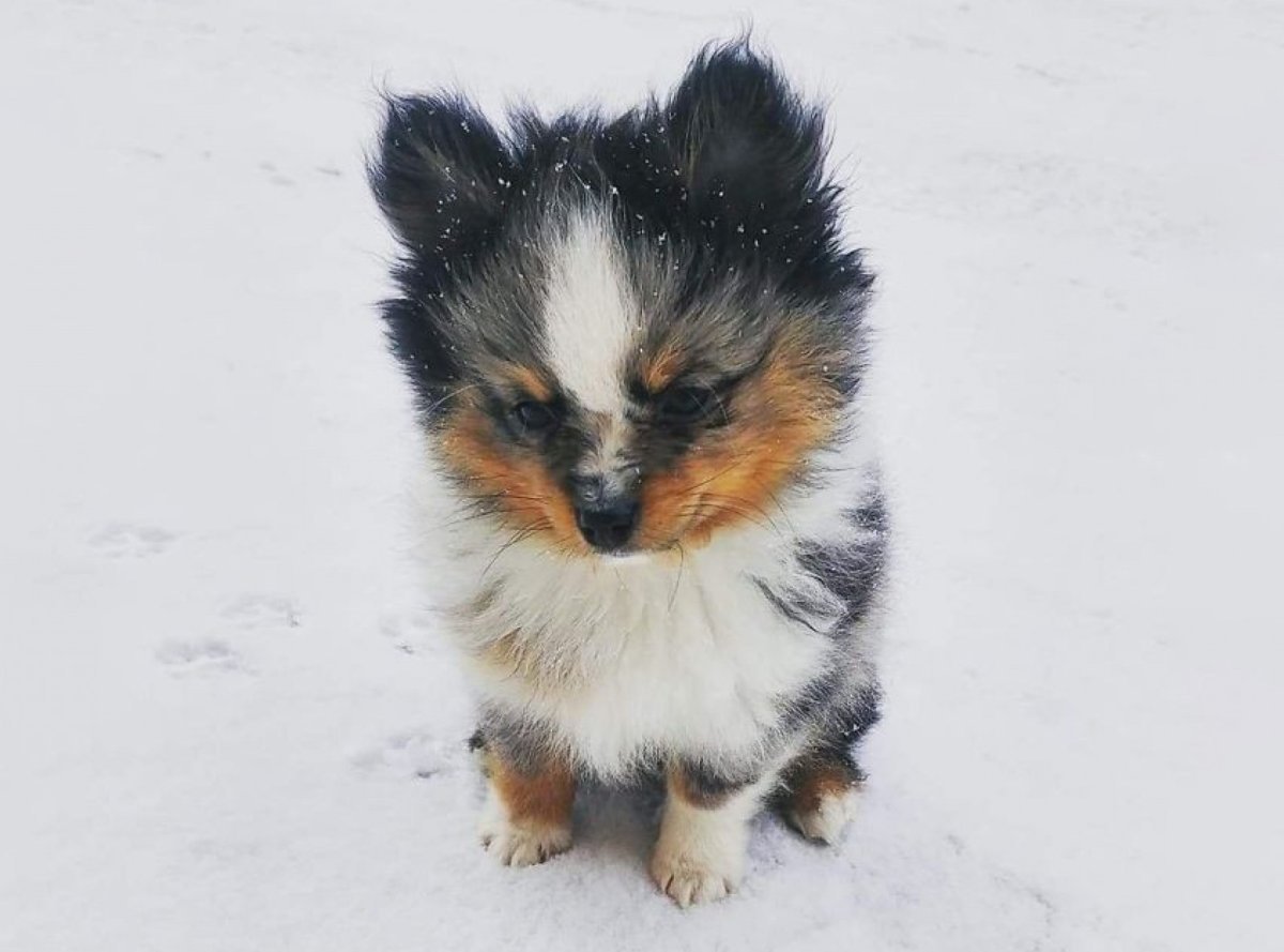 1 Месячный шпиц немецкий