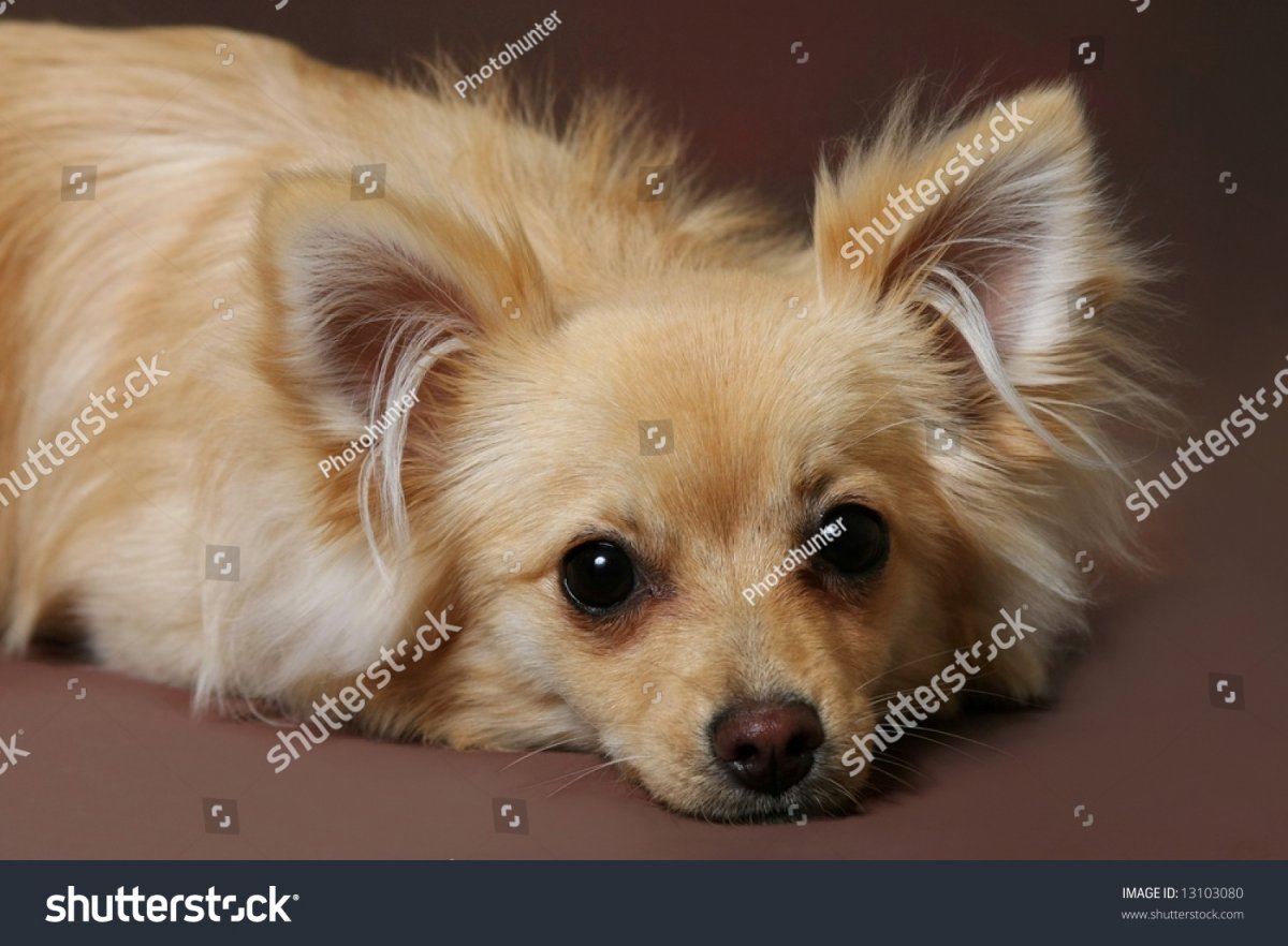 Помчи щенок бежевый