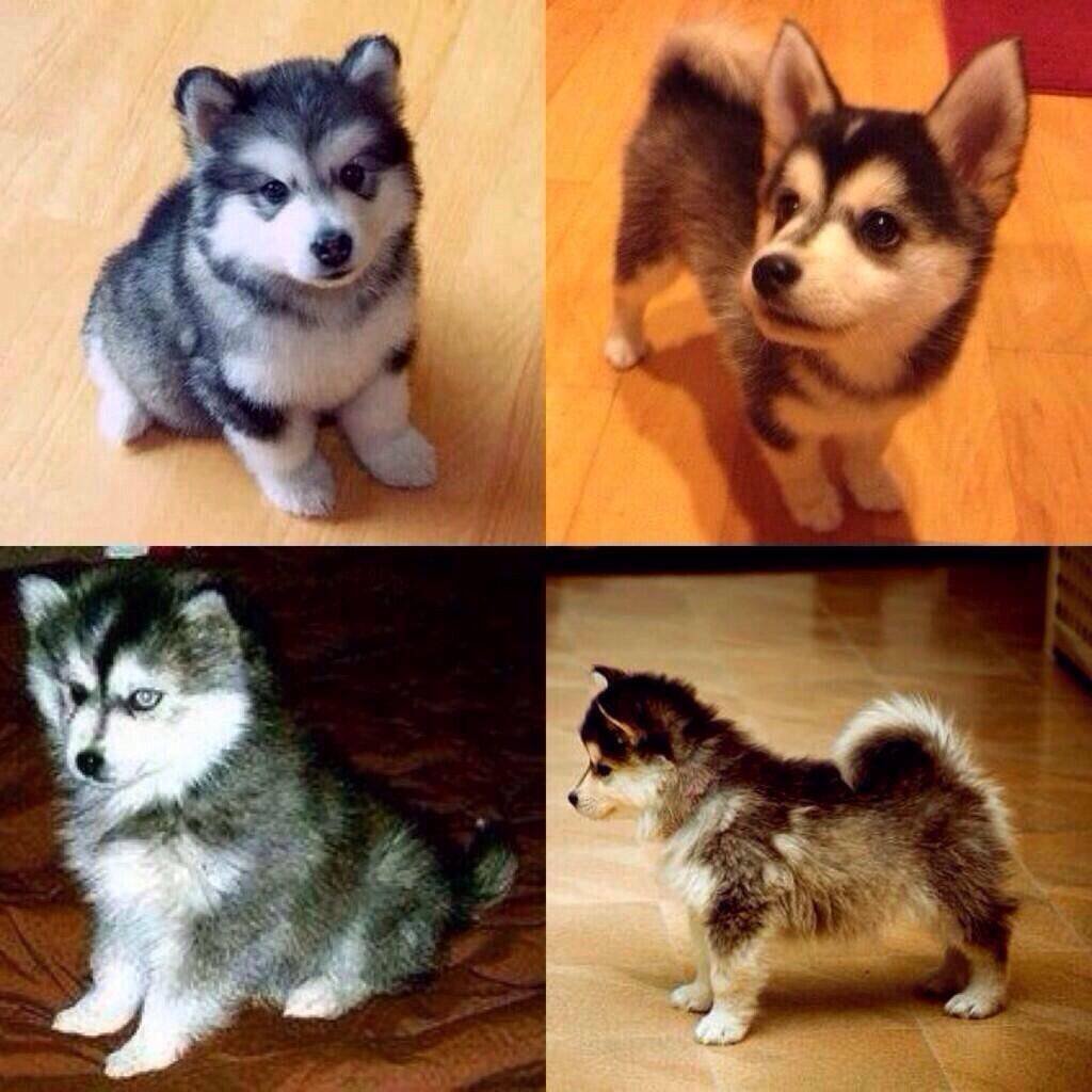 Чихуахуа Чарлик