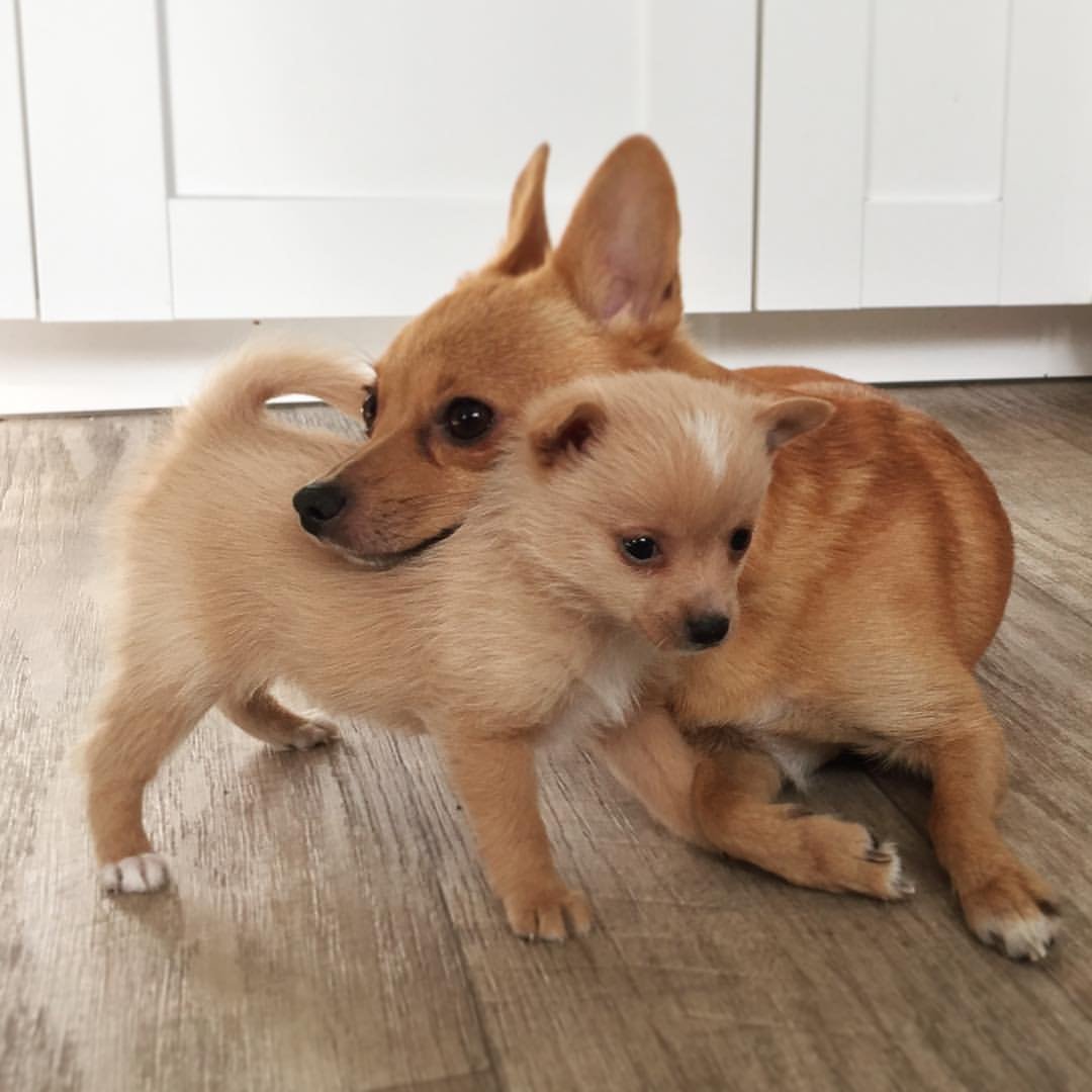 Чихуахуа Феникс