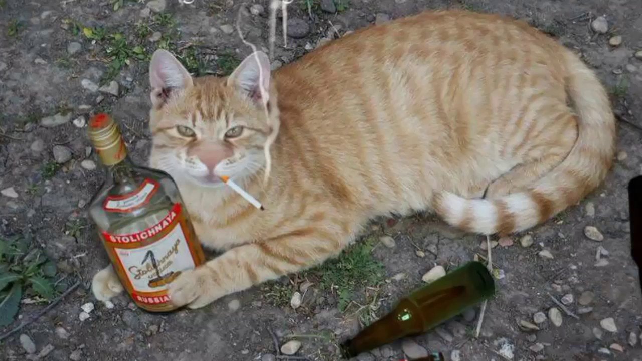 Валерьянка собакам можно. Рыжий кот с бутылкой. Пьяные коты.