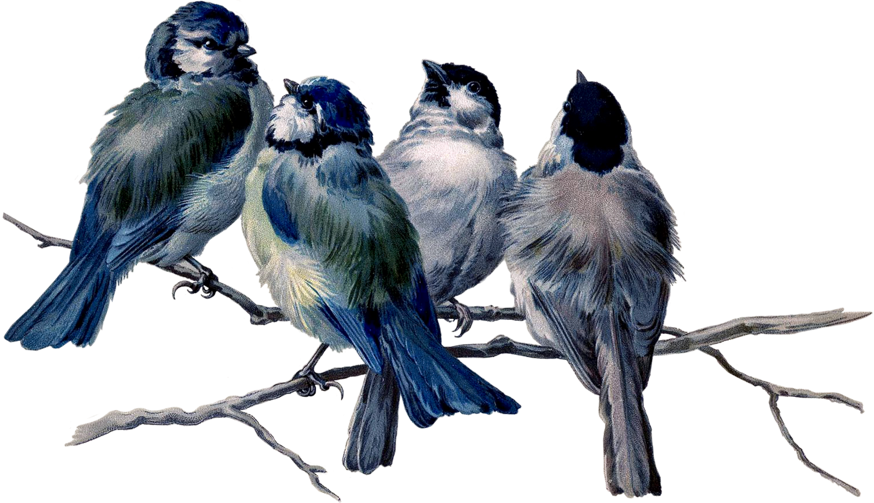 They like birds. Гектор Джакомелли птичий насест. Гектор Джакомелли, 1880 - птичий окунь. Птица на ветке. Птичка на веточке.