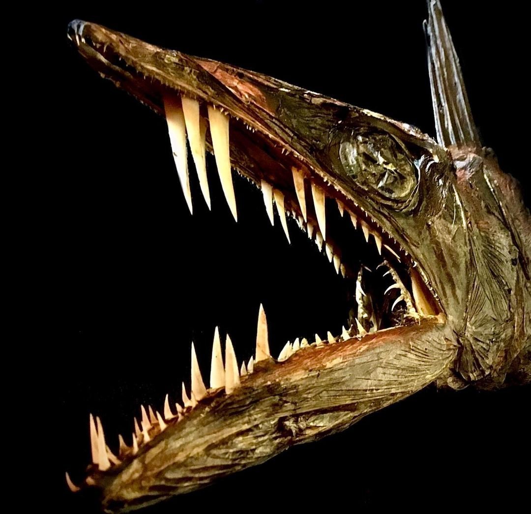 Рыба большеголовый алепизавр