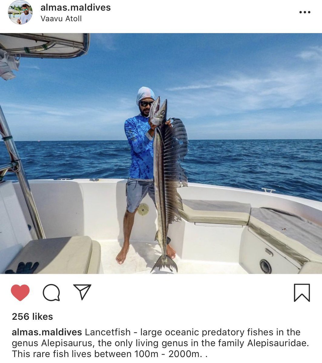 Кинжалозуб большеголовый