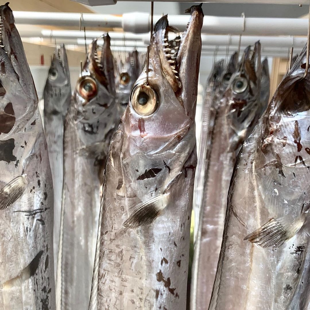 Волосохвост рыба