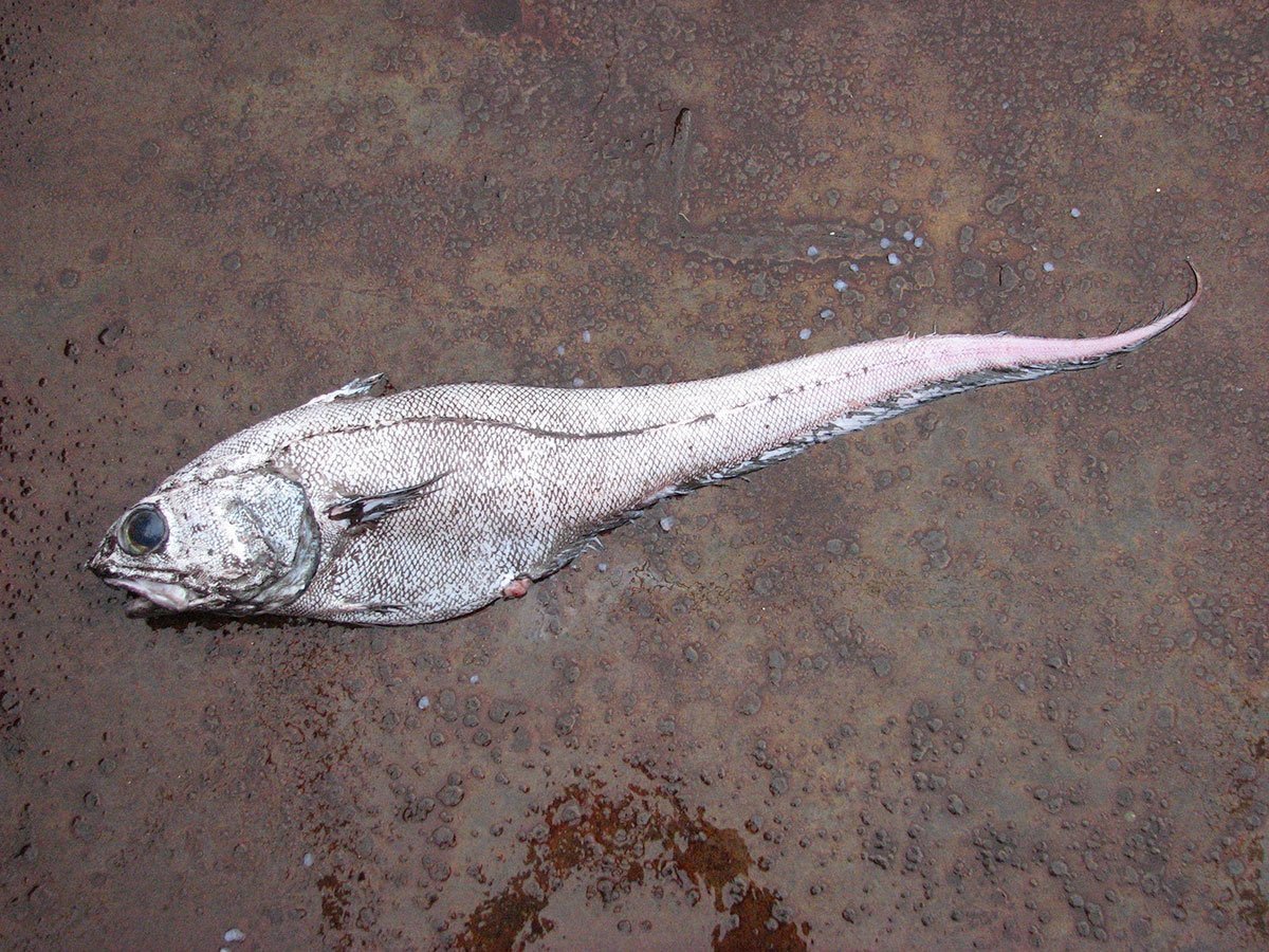 Круглоголовая акула-молот