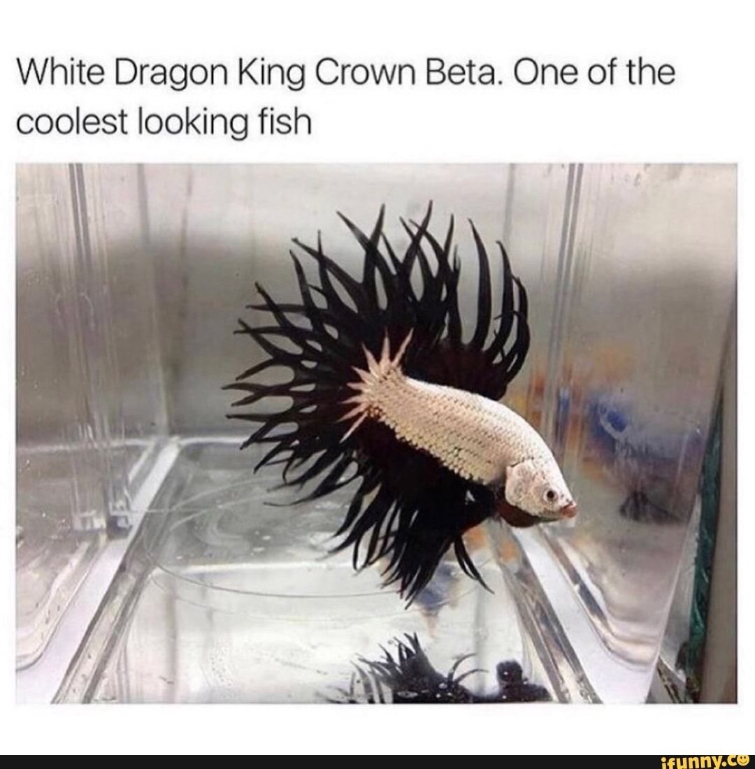 Скумбриевидный гидролик