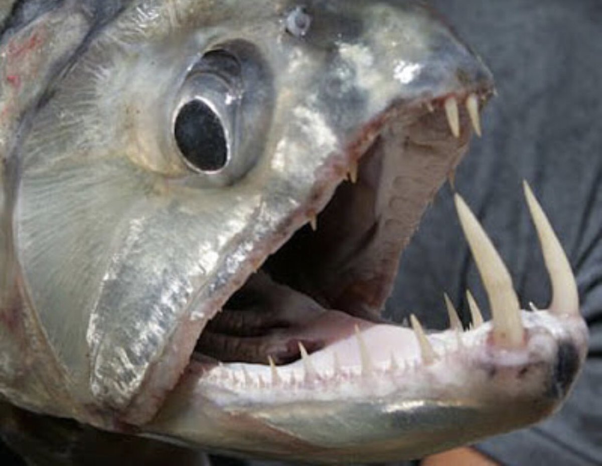 Длиннорогий Саблезуб