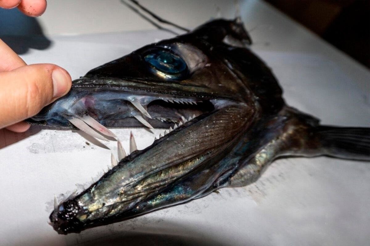 Длиннорылый алепизавр