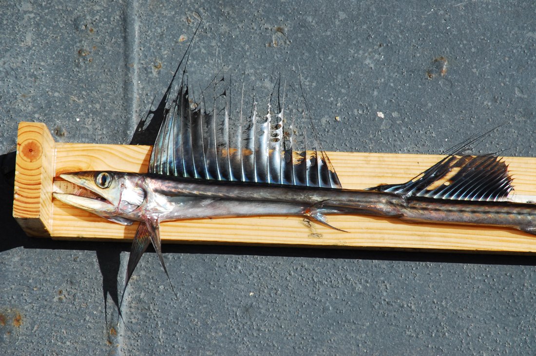 Змеевидная макрель или гемпилус