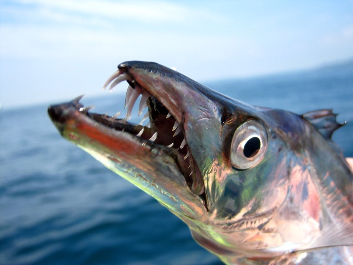 Большеголовый алепизавр