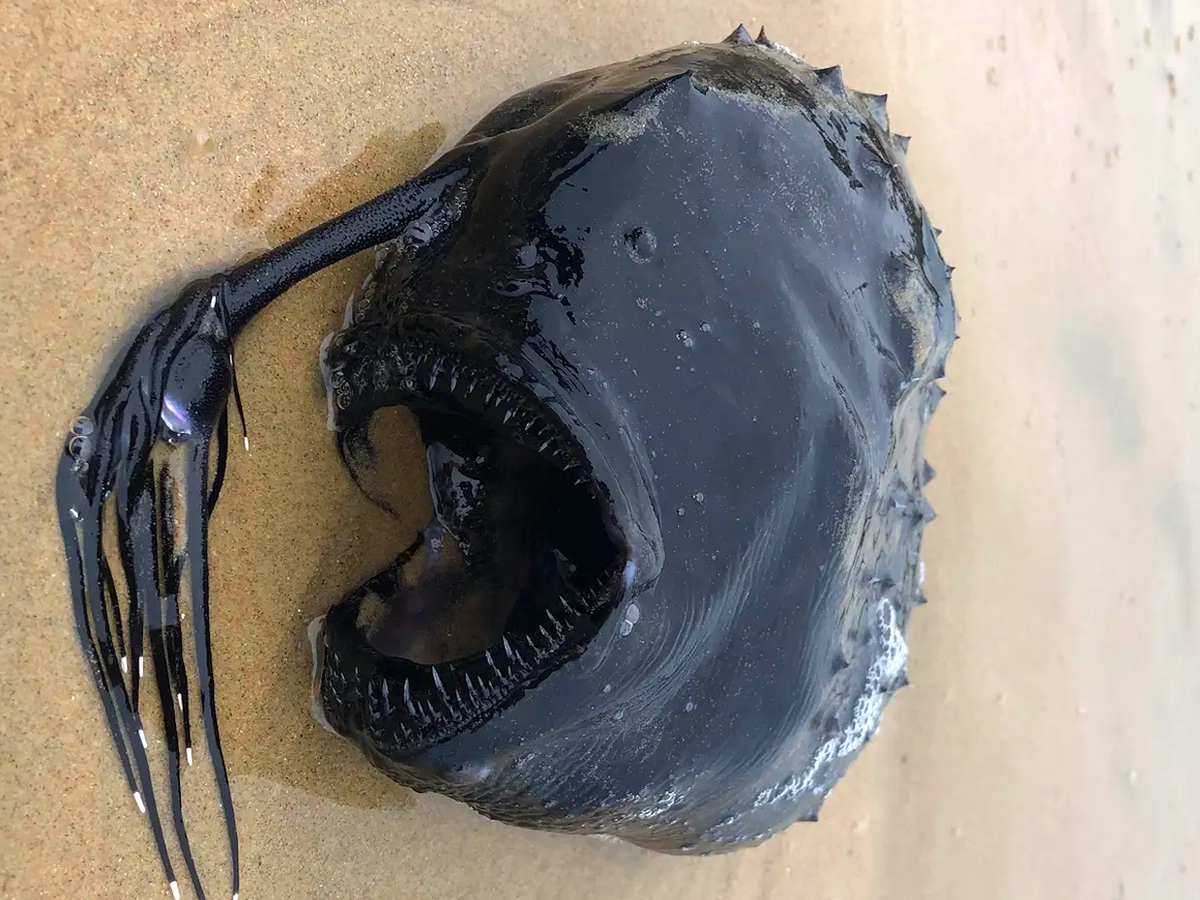 Рыба с острым носом