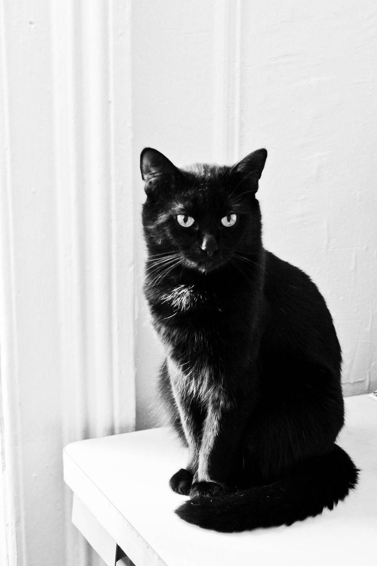 Кошка сидит