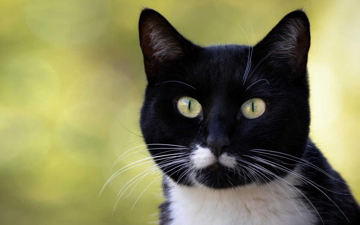 Чёрный кот с белой грудкой