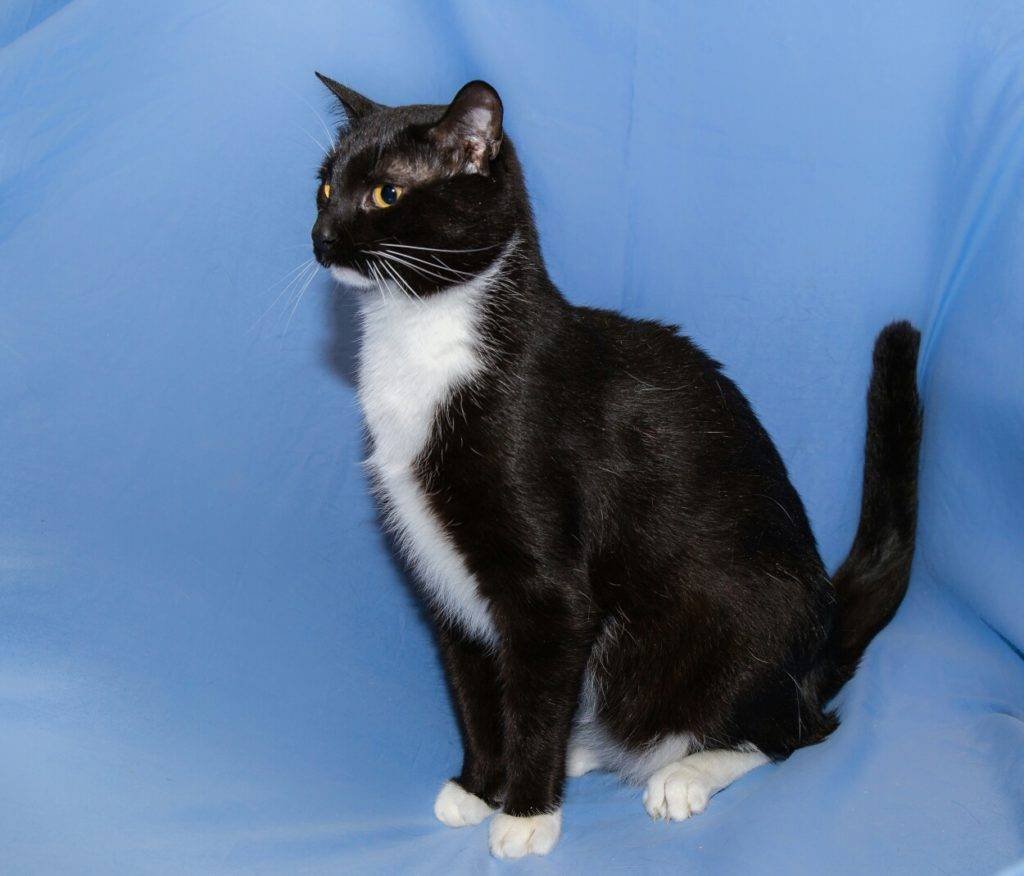 Порода кошек Бомбейская черная с белой грудкой