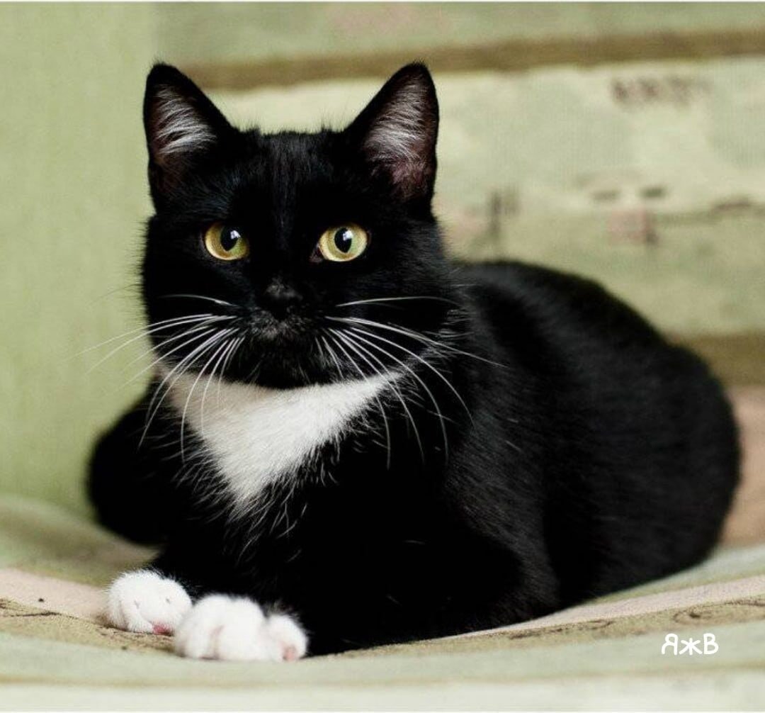 Сибирская черная короткошерстная кошка