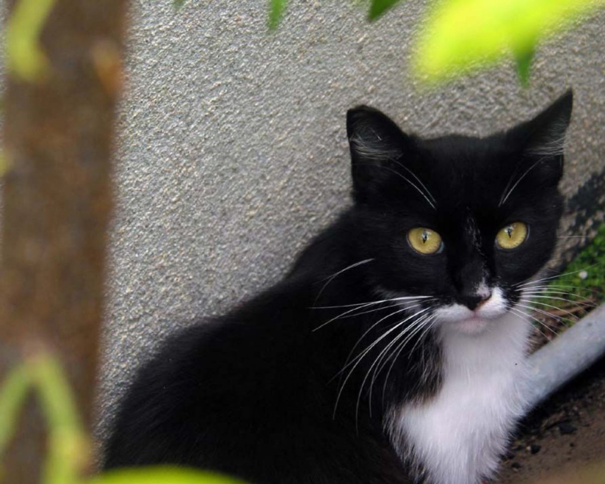 Норвежская Лесная кошка черно белая короткошерстная