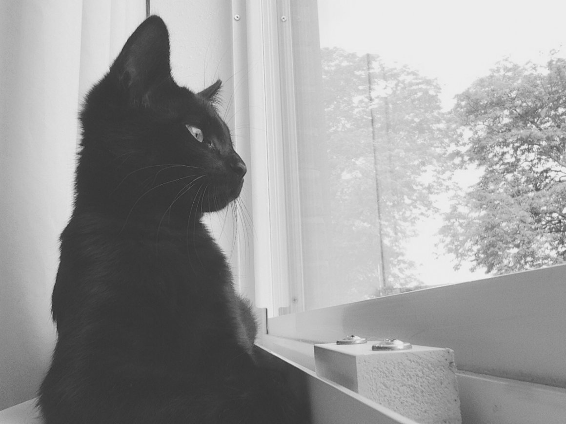 Чёрные коты Эстетика