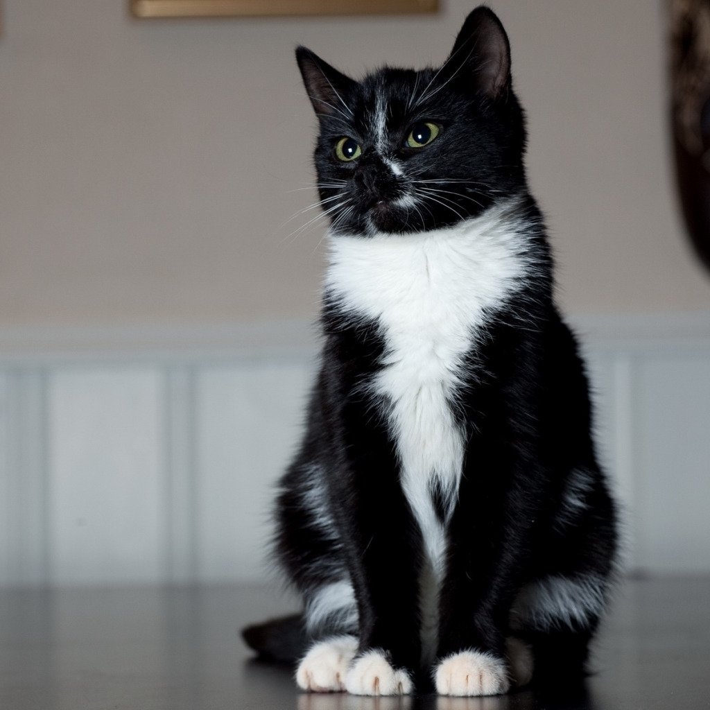 Котята с белыми лапками. Европейская короткошерстная кошка черно-белая. Европейская короткошёрстная кошка черно белая кошка. Европейская короткошерстная кошка черная. Европейская короткошерстная кошка черная с белым.