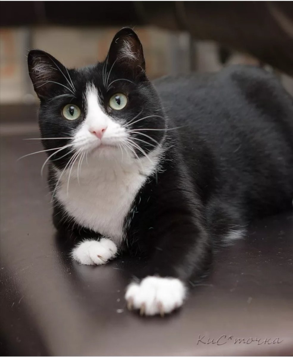 Черный биколор европейская короткошерстная