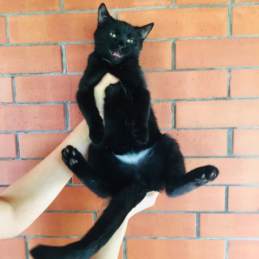 Чёрный кот с белой грудкой