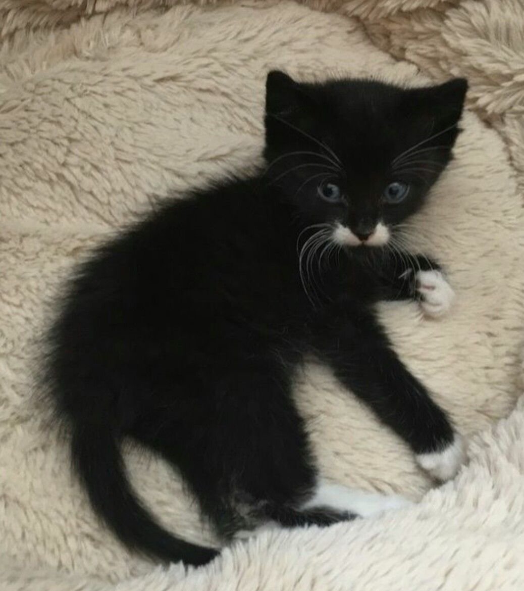 Черный кот с белыми лапками